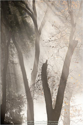 Prints - Black & White, Sepia