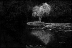 Archival Prints