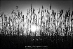 Prints - Black & White, Sepia
