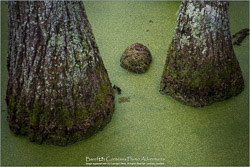 Archival Prints