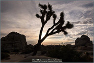 Joshua Tree National Park