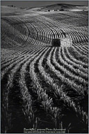 Palouse, Echoes of Tuscany