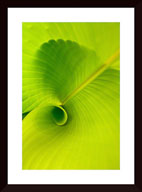 Print Pricing Gallery